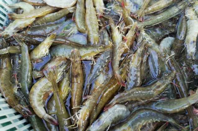 養(yǎng)蝦廢水怎么處理效果好？解決方案！-1